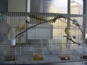 aste in legno naturale per l'uccello come accessorio essenziale per uccelli nella gabbia per uccelli ramo di mela canarini CUIFULI 1 posatoi naturali per uccelli come parrocchetti C aste in legno naturale per l'uccello come accessorio essenziale per uccelli nella gabbia per uccelli ramo di mela canarini CUIFULI 1 posatoi naturali per uccelli come parrocchetti C